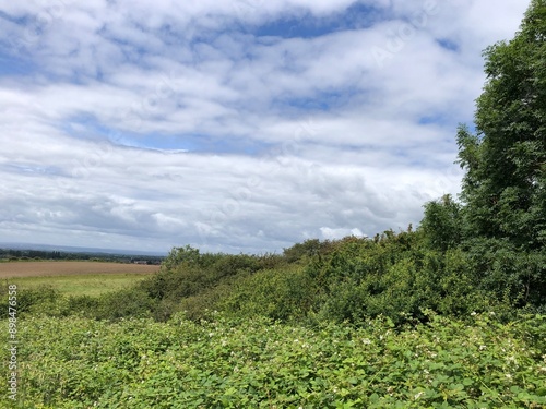 Hedgerow brambles on a warm sunny day in North Yorkshire, England, United Kingdom photo