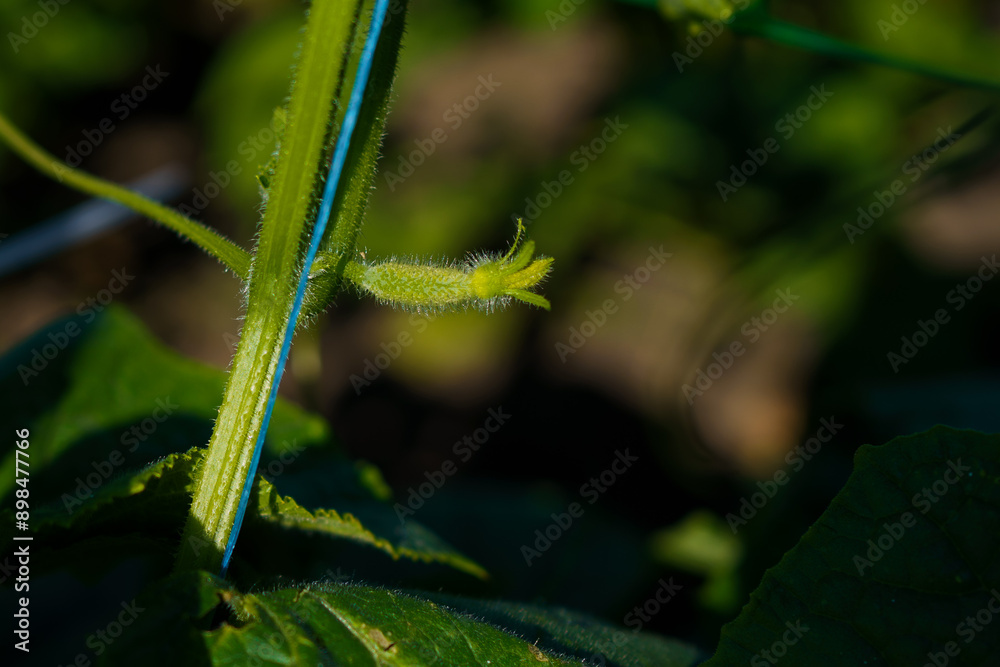 blooming ovary of young fresh organic vegetable, growing cucumbers on the field. Spring agricultural background. blooming ovary of young fresh organic vegetable, growing cucumbers on the field. Spring agricultural background.