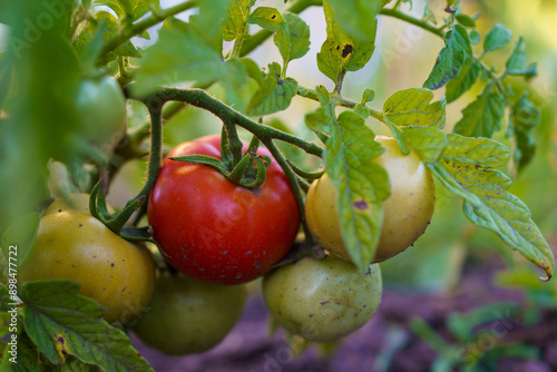 Fresh tomatoes ripening in a vibrant home garden during late summer