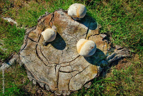 Three specimens of wood-decay or xylophagous fungi (Inonotus tamaricis) on the stump of a cut tree.
