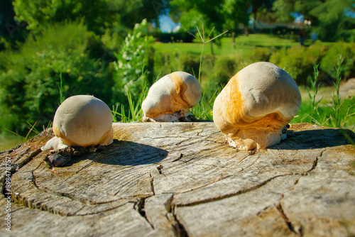 Three specimens of wood-decay or xylophagous fungi (Inonotus tamaricis) on the stump of a cut tree.