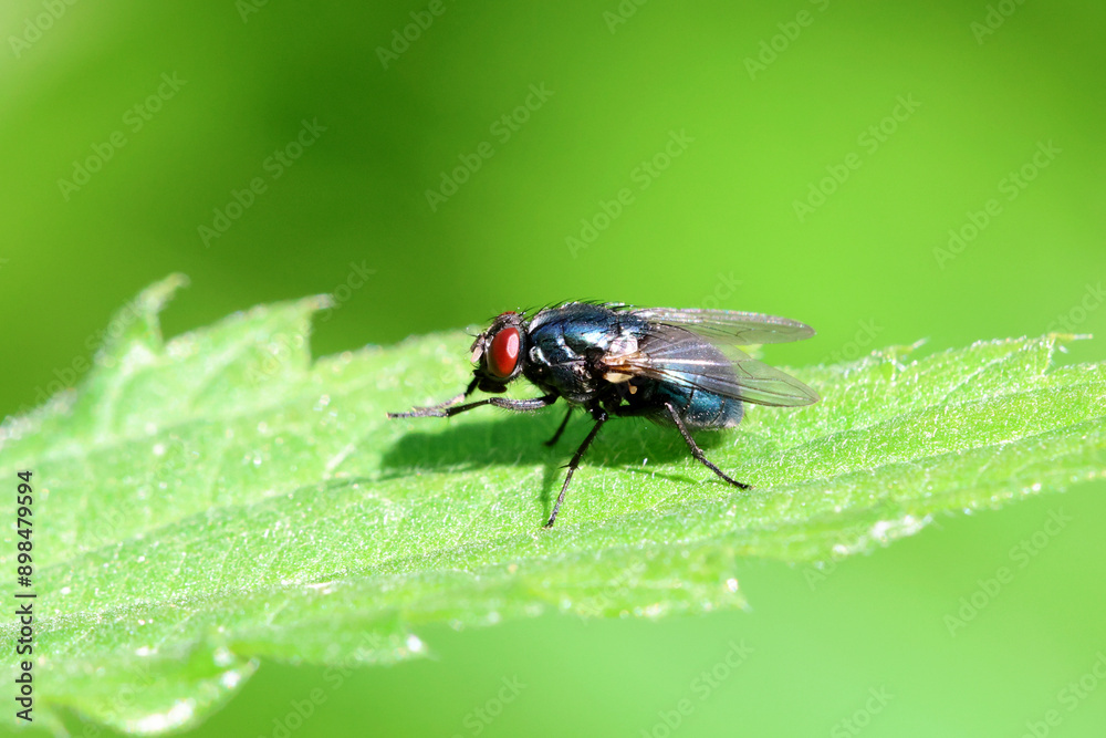 Fly Fly