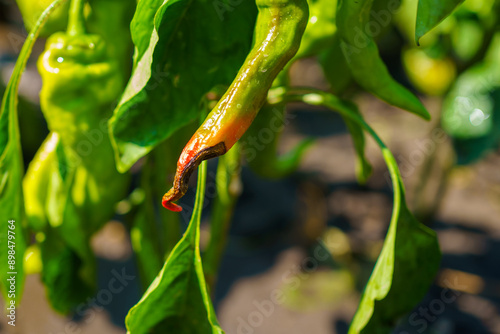 Billede på lærred Close-up of a hot chili pepper affected by blossom end rot or pepper anthracnose