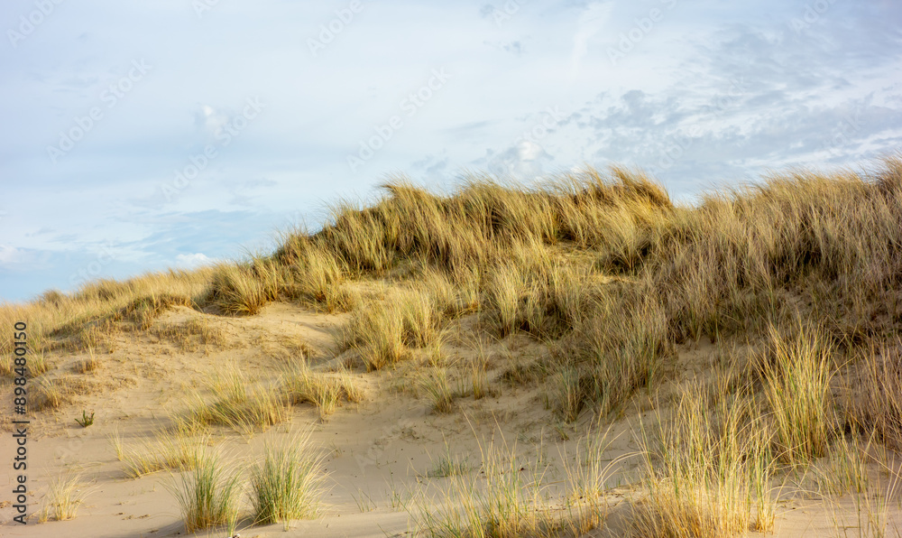 Dune on the coast of North sea in the Netherlands
Dune on the coast of North sea in the Netherlands