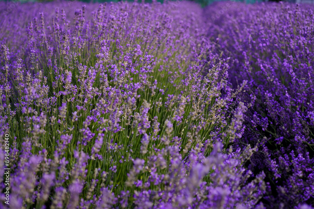 Obraz premium Lavender flowers closeup. Composition of nature.