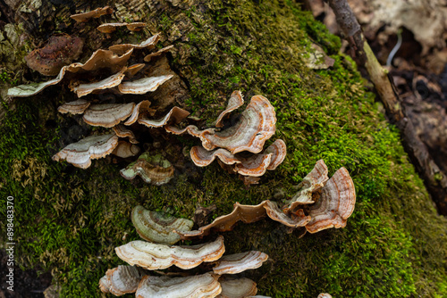Trametes versicolor, also known as Polyporus versicolor, is a common polypore mushroom found throughout the world and also a well-known traditional medicinal mushroom growing on tree trunks photo