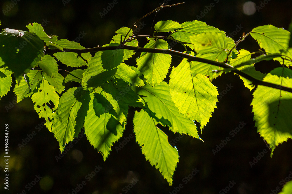 Green leaves of hornbeam seen from underneath the tree in summer Green leaves of hornbeam seen from underneath the tree in summer