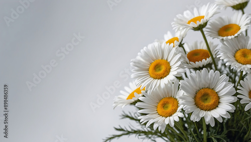 White and yellow daisies blooming in a lush garden meadow, capturing the beauty of summer and spring in nature