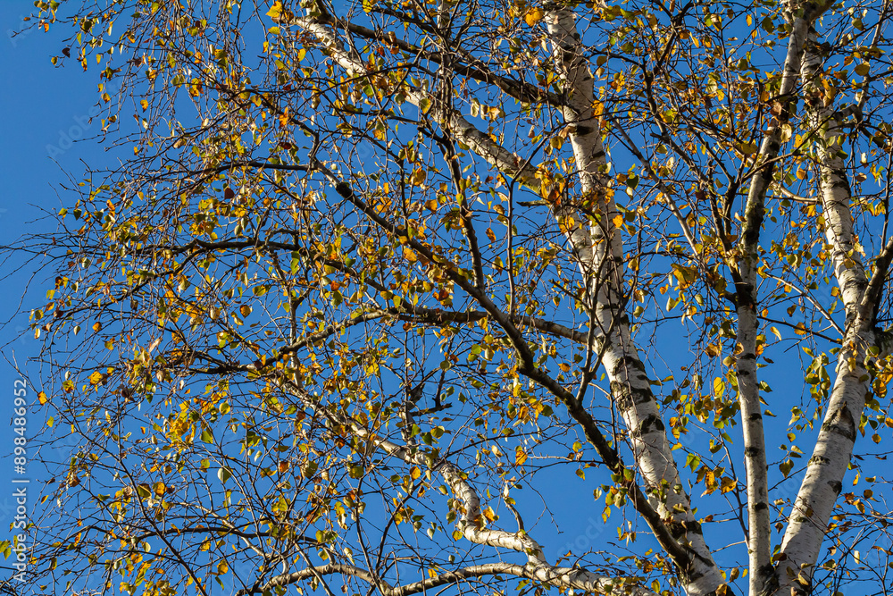 Nice colorful autumn leaves. Autumn, nice sunny day in the afternoon. Top of the tree canopy. Tall birch tree Nice colorful autumn leaves. Autumn, nice sunny day in the afternoon. Top of the tree canopy. Tall birch tree