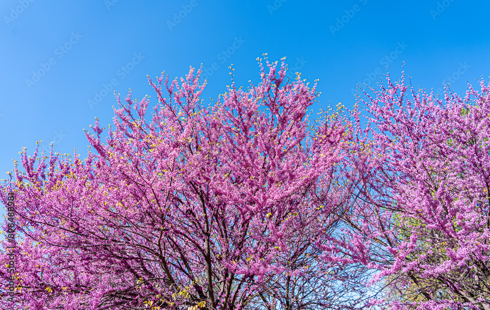 Colorful cherry blossom flower in full bloom in National Mall, Washington DC in spring.