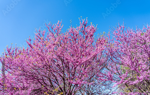 Obraz na płótnie Colorful cherry blossom flower in full bloom in National Mall, Washington DC in spring. w salonie