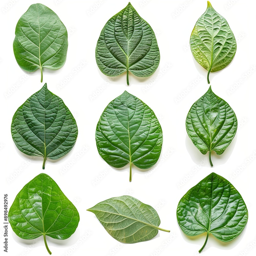 Set of leaf, white background Set of leaf, white background