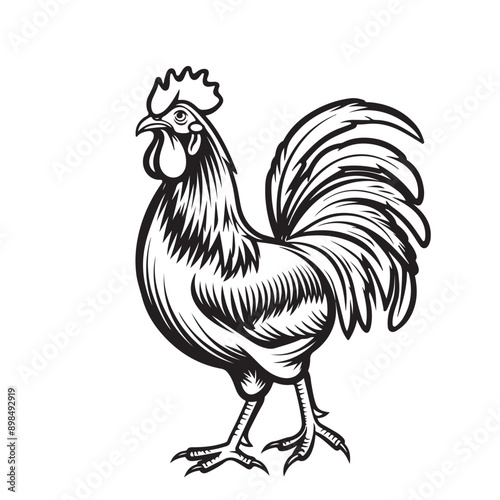 Domestic bird. The head of the chicken. Funny frame. A chicken with a large beak is carefully looking at the camera. Selfies Monochrome image. Vector.