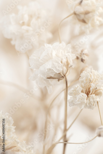 Beige blooming gypsophila flowers with natural background fragile beauty vertical macro