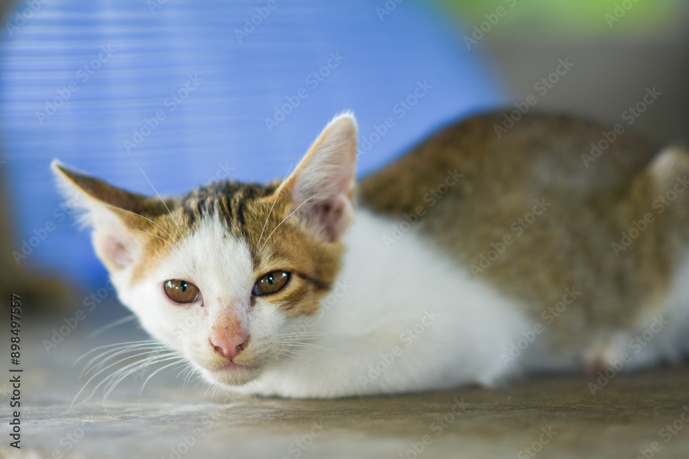 A cute tabby cat stands on the wall with a background of green plants. A cute tabby cat stands on the wall with a background of green plants.
