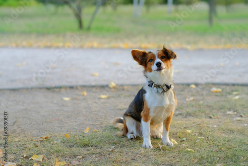 Kooikerhondje dog on a walk in the park photo