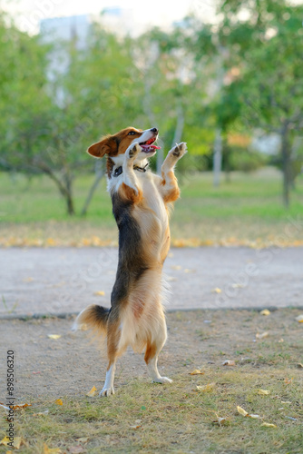 Photography Kooikerhondje dog on a walk in the park
