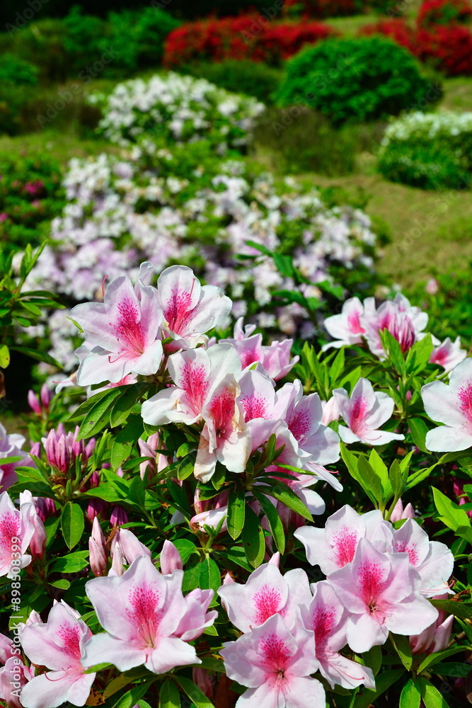 さつき山公園(新潟県) さつき山公園(新潟県)