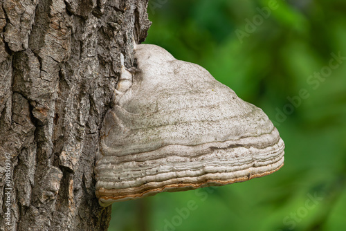 tinder fungus, (Fomes fomentarius), on a tree, close view photo