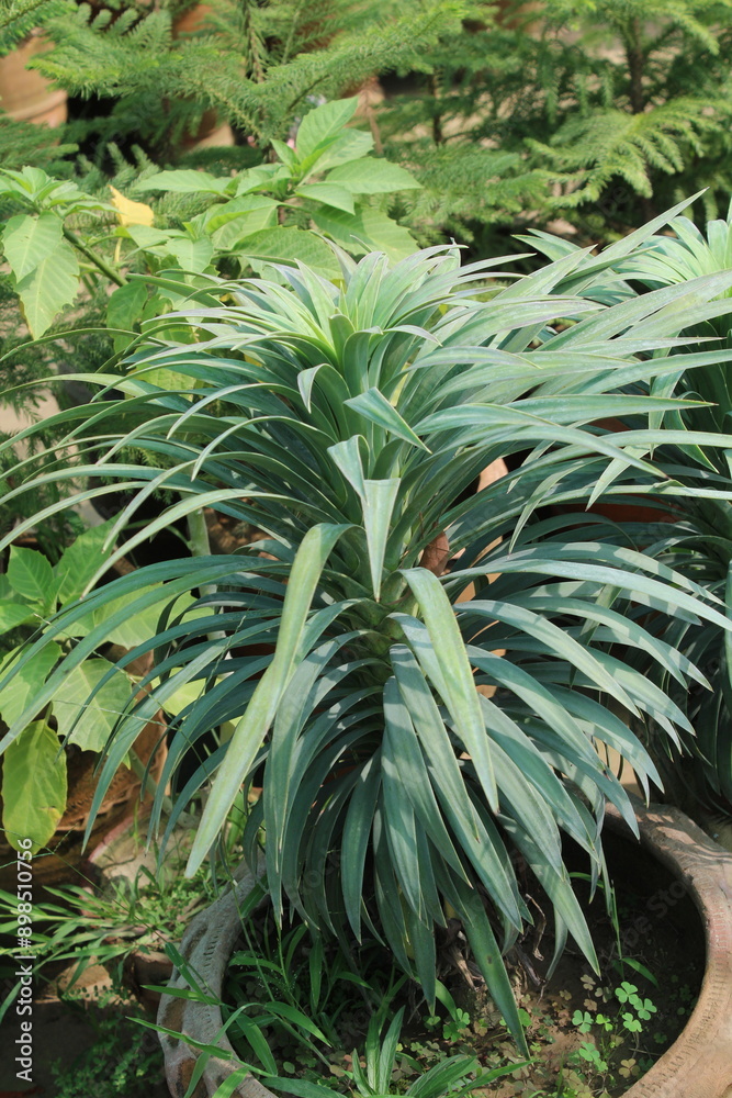 Dracaena, Yucca, Euphorbia bourgaeana or Pleomele Dracaena, Yucca, Euphorbia bourgaeana or Pleomele