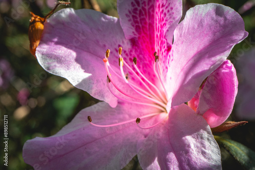 Beautiful pink and purple flowers, at the Botanic Garden in São Paulo, Brazil. photo