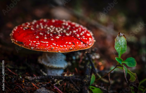 fly agaric mushroom in forest