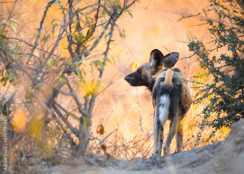 Photography Wild dogs at den