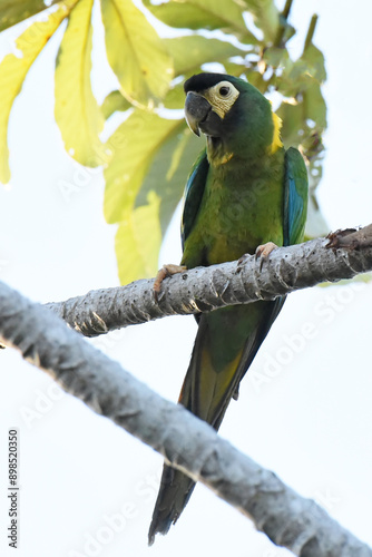 Golden-collared Macaw (Primolius auricollis) with characteristic golden yellow collar on hindneck photo