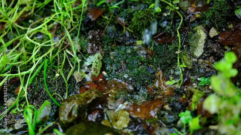 clear water flows over stones, forest spring, eco system. stream, small river. close-up, eco fresh drink clear water flows over stones, forest spring, eco system. stream, small river. close-up, eco fresh drink