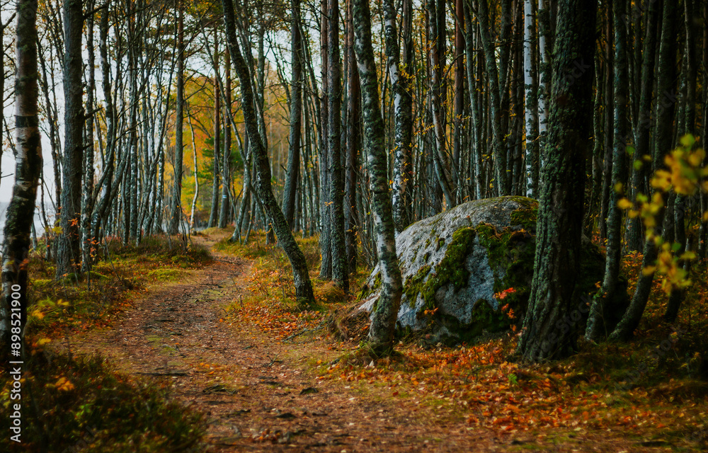 Fototapeta premium autumn in the woods