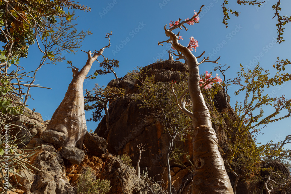 Bottle trees on the rocks and hills of Socotra. Beautiful views of the valley below. Spring in Socotra.