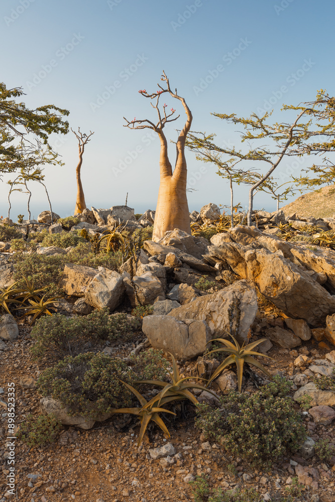 Bottle trees on the rocks and hills of Socotra. Beautiful views of the valley below. Spring in Socotra. Bottle trees on the rocks and hills of Socotra. Beautiful views of the valley below. Spring in Socotra.