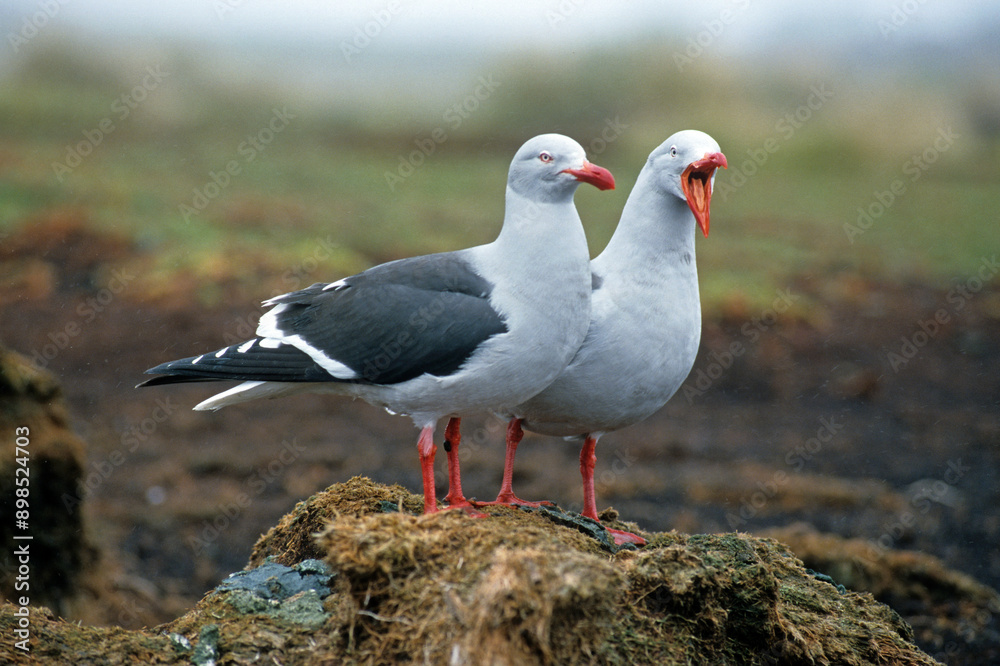 Goéland de Scoresby,.Leucophaeus scoresbii, Dolphin Gull Goéland de Scoresby,.Leucophaeus scoresbii, Dolphin Gull