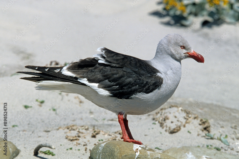 Obraz premium Goéland de Scoresby,.Leucophaeus scoresbii, Dolphin Gull