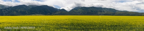 large panorama of mountains and a field with yellow rapeseed flowers in eastern Kazakhstan 