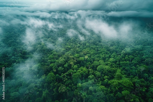 Aerial view of misty rainforest highlighting conservation and reforestation.