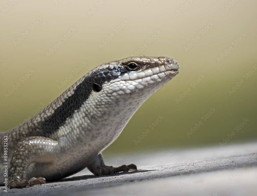 Fototapeta premium Ovambo Baum Skink (Trachylepis binotata)