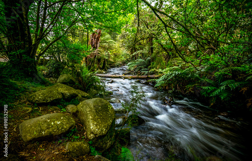 Forest river stream