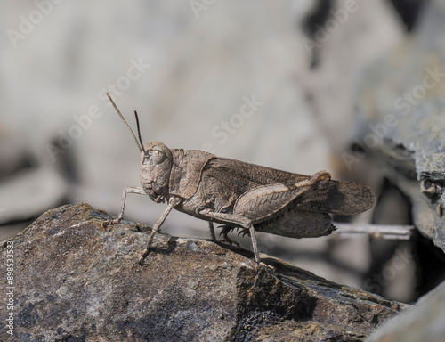 Blauflügelige Ödlandschrecke (Oedipoda caerulescens) photo