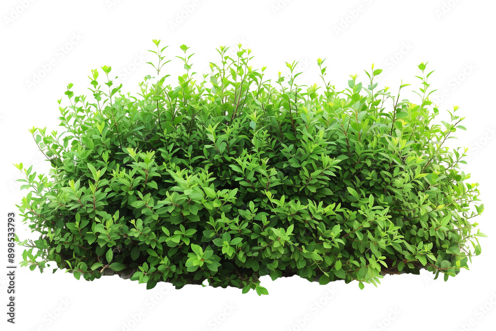Obraz premium green bush isolated on white
