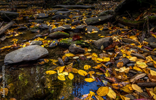 autumn leaves on the rocks