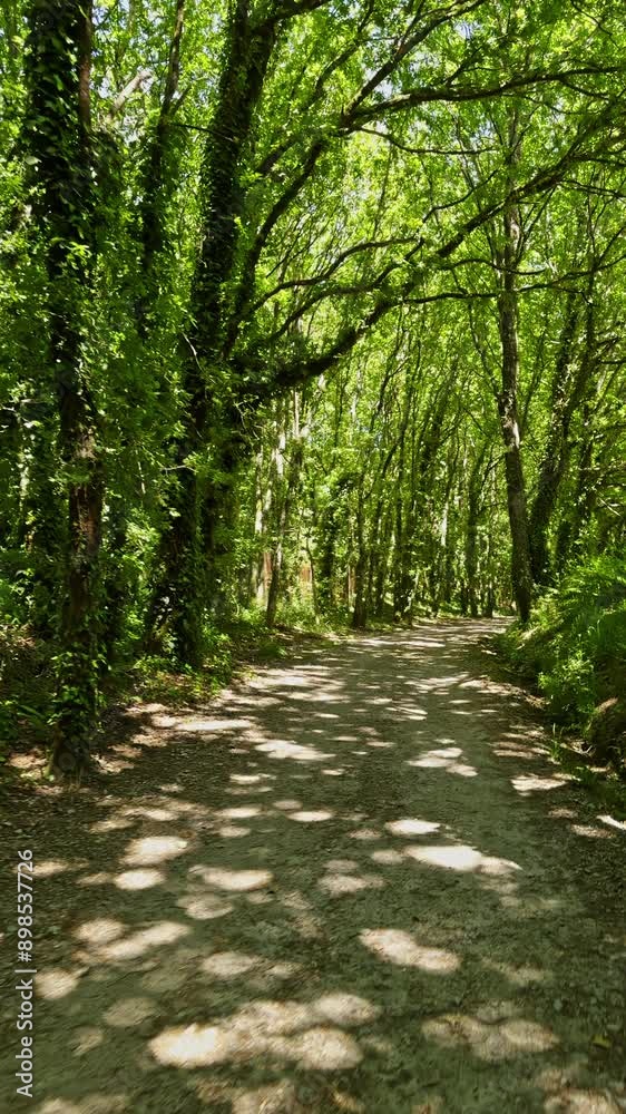 Take a serene walk in a sunlit forest with greenery and tall trees, soaking in natures beauty Take a serene walk in a sunlit forest with greenery and tall trees, soaking in natures beauty