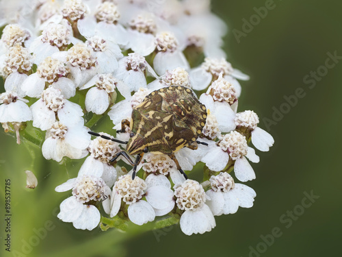  Purpur-Fruchtwanze (Carpocoris purpureipennis) photo