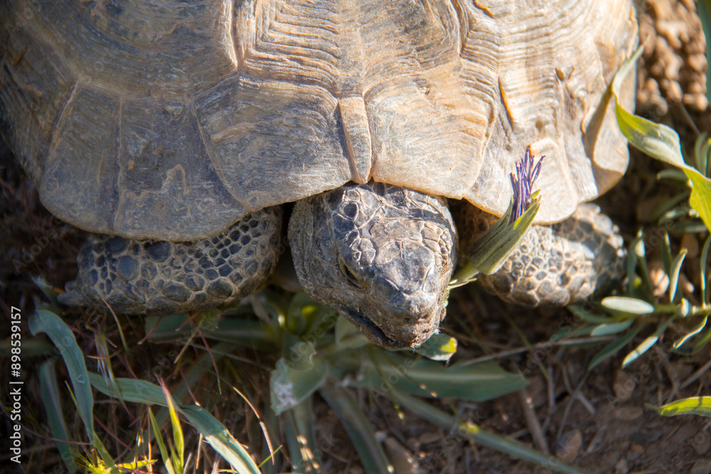 Naklejka premium wildlife and Tortoise in the nature of Kurdistan province of Iran