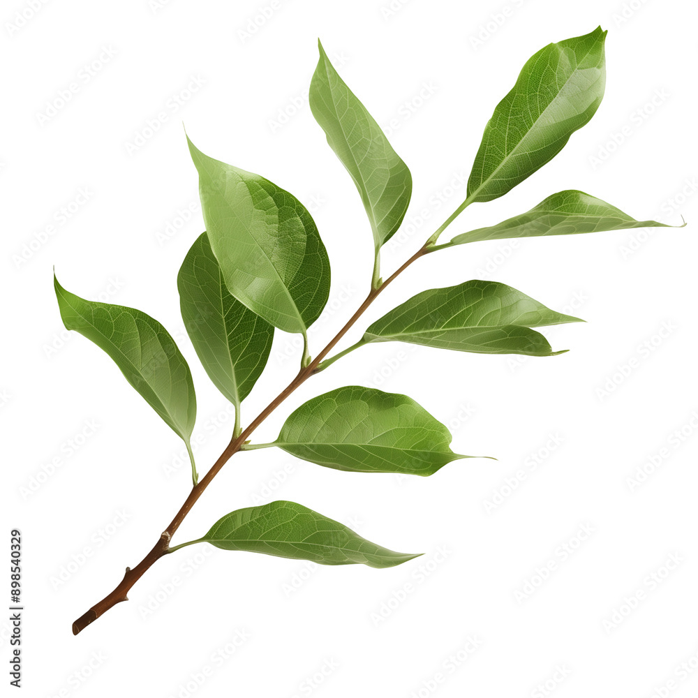 High-Quality Botanical Image of Lush Green Plant with Vivid Leaves and Branches High-Quality Botanical Image of Lush Green Plant with Vivid Leaves and Branches