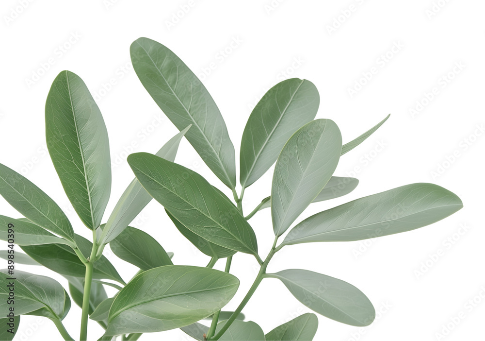 High-Quality Botanical Image of Lush Green Plant with Vivid Leaves and Branches High-Quality Botanical Image of Lush Green Plant with Vivid Leaves and Branches
