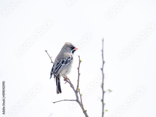 Schnurrbärtchen ((Sporopipes squamifrons)