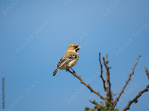 Schnurrbärtchen ((Sporopipes squamifrons)