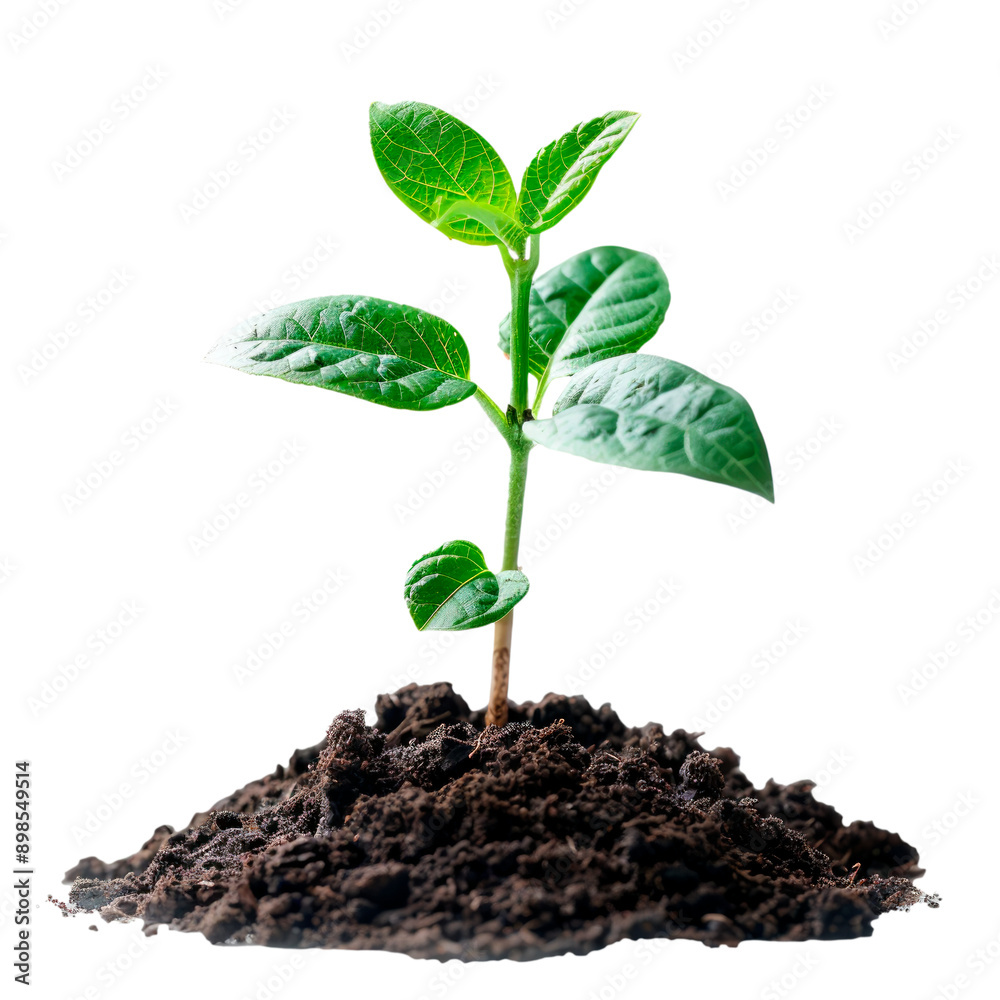 Seedling. PNG element isolated on transparent background. Seedling. PNG element isolated on transparent background.
