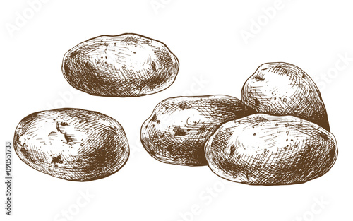 White potatoes in brown skins, a pile of whole tubers. Graphic illustration hand drawn in brown ink line art on the theme of harvest, cooking, food, vegetable. Set of elements EPS vector.